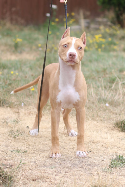 rednose pitbull puppy