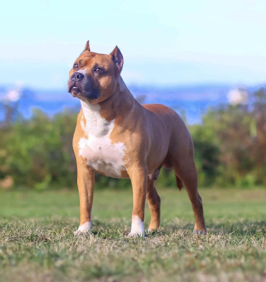 Pitbull Breeder in Washington