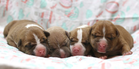 pitbull puppies