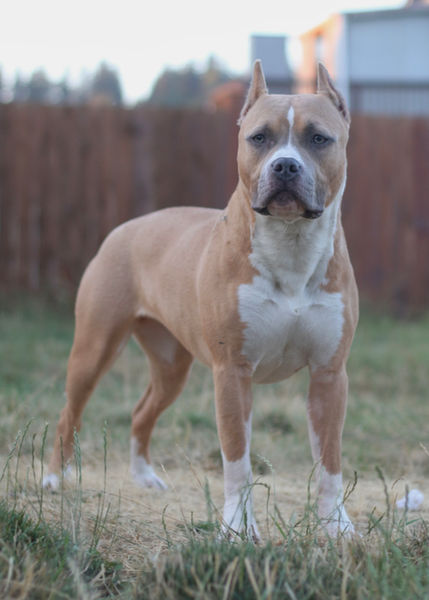 Best Pitbulls