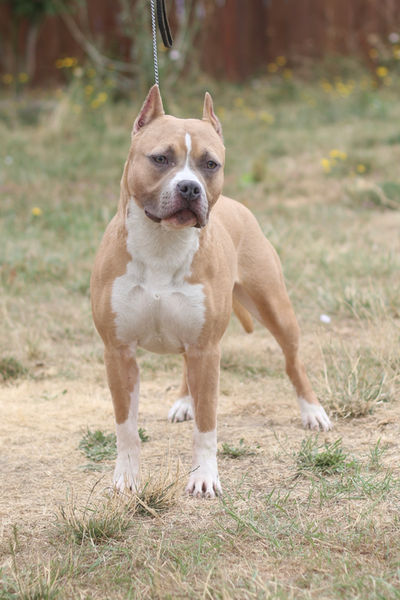 Best Pitbull Breeder n The World