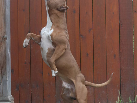 Why Leland APBTs is a Trusted PitBull Breeder in Washington State