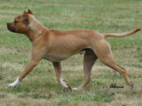 Buying from a Breeder vs. a Rescue: Making the Right Choice for Your Family