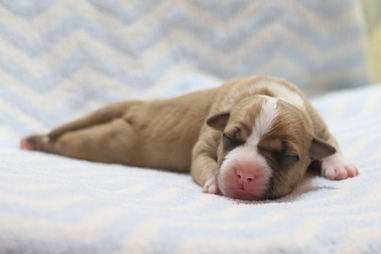 champion pitbull puppy