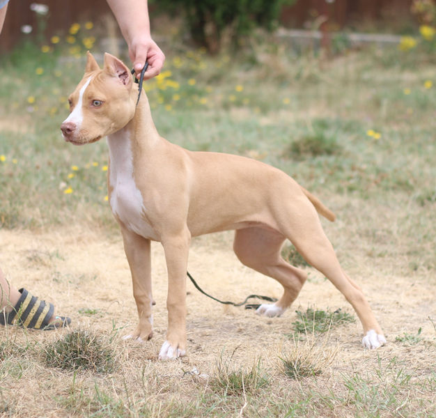 rednose pit bull puppy