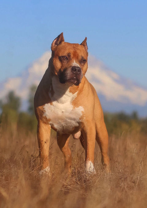 Top Pitbull Breeder
