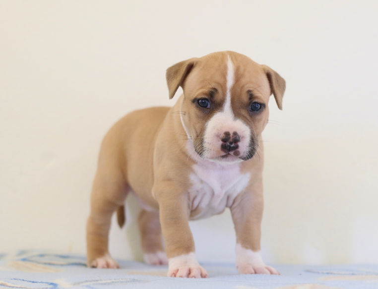 Red Pit Bull Puppy