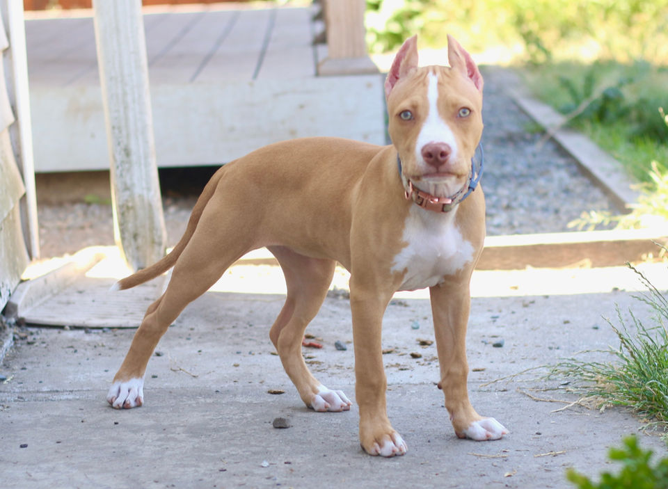 Champion Red nose Pit bull