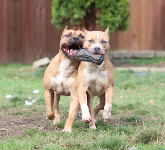 Champion Pitbulls
