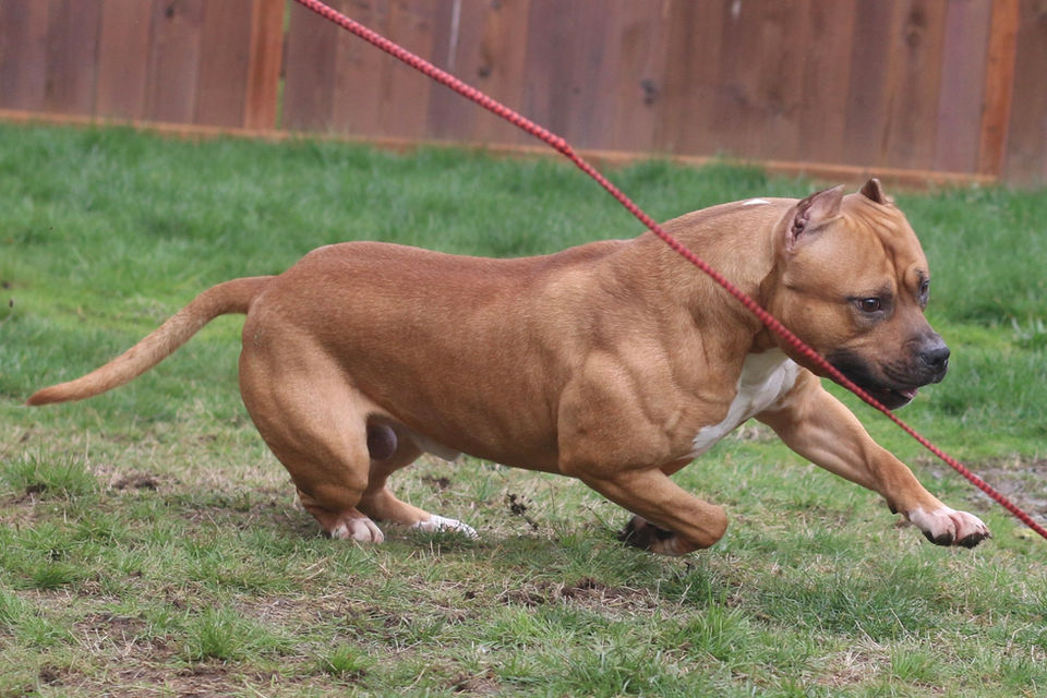 Best Pitbulls in the world