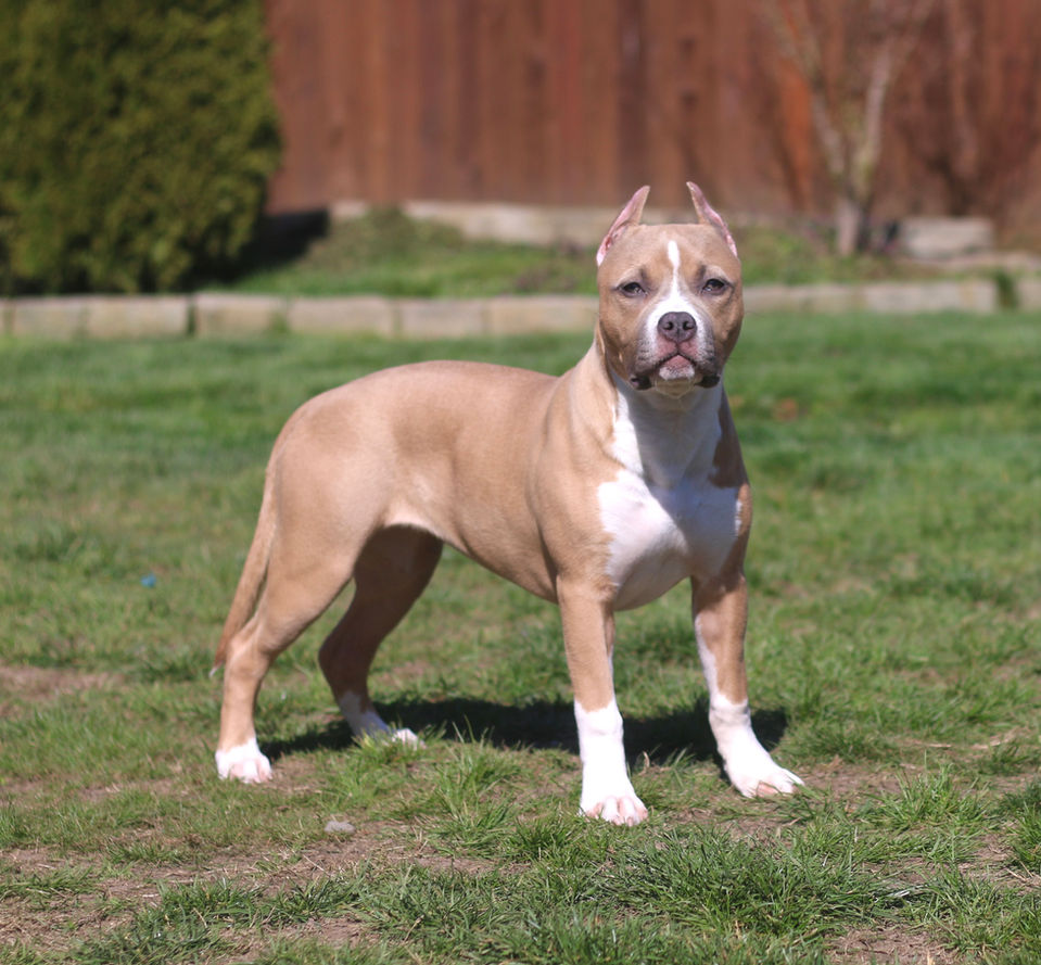 Blue Fawn Pit Bull