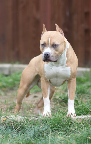 Blue Champion Pit Bull