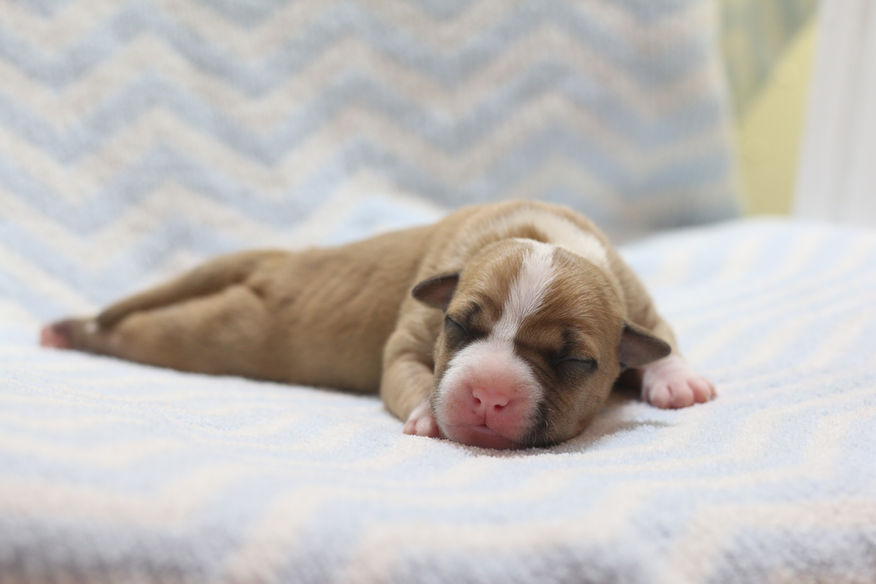 baby pitbull