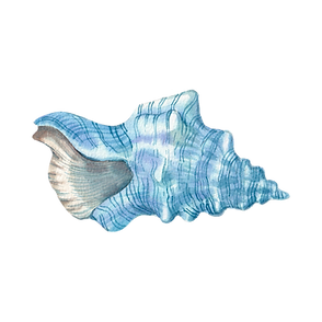 Shell 2.png