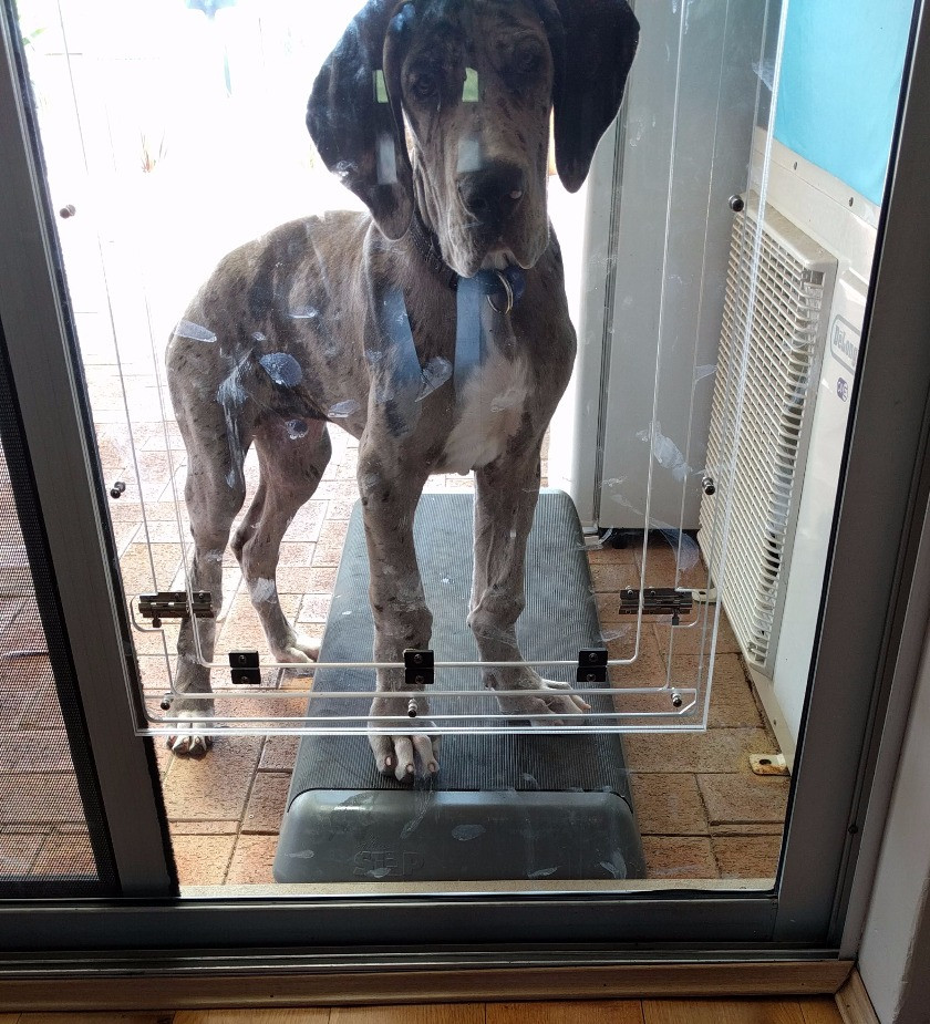 perspex dog door