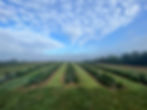 Photography Sessions in the Dahlia field