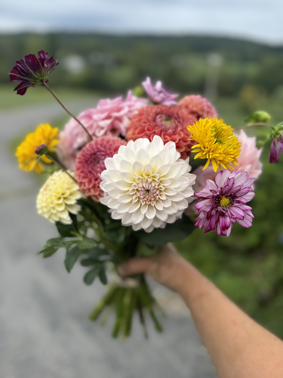 Thumbnail: Fall Dahlia Bouquet Subscription