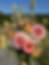 Thumbnail: Summer Flower Subscription
