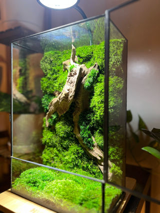 Driftwood L Terrarium | Terrariumazing