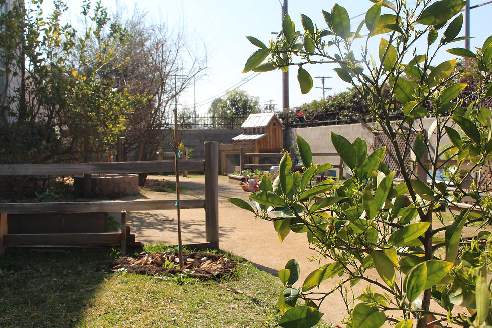 garden