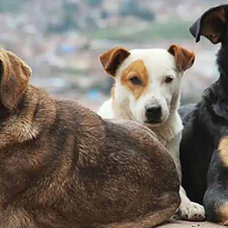 İstanbul’da Köpeksizleştirme Siyaseti