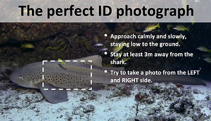 how to id leopard sharks