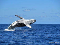 Awesome Pic! Thanks Alex Watts and Peri-Peri Divers