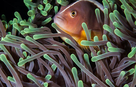 clownfish inhambane mozambique