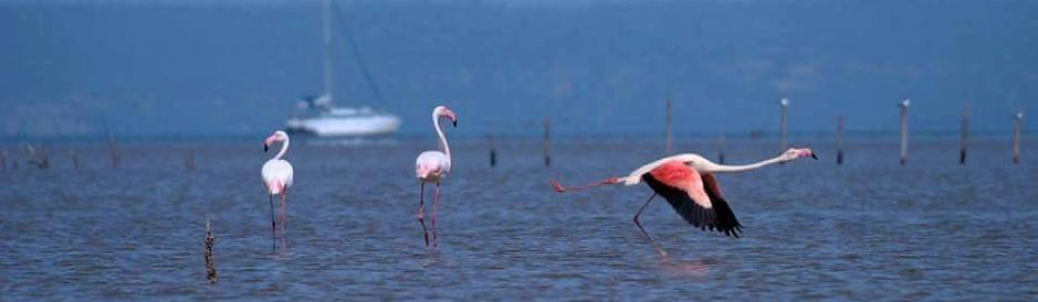 flamingos in inhambane