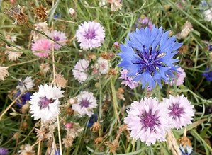 Zoe's Mixed Non-Native Cornflower