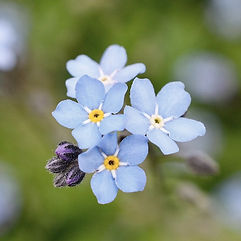 Forget Me Not