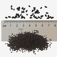 Common Comfry seeds