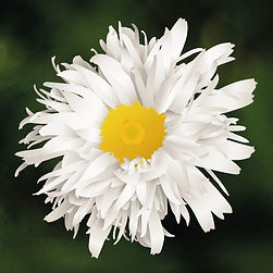 Crazy Daisy May Queen illustration