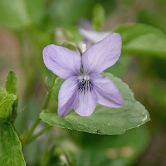Dogs Violet