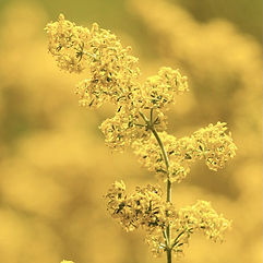 Lady's Bedstraw