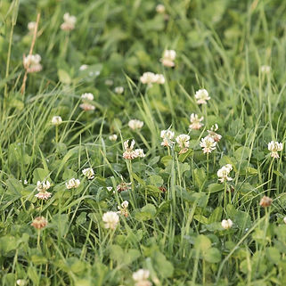 clover lawn