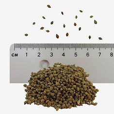 Burnet Saxifrage seeds