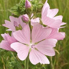 Musk Mallow