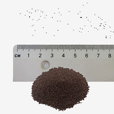 Tutsan seeds