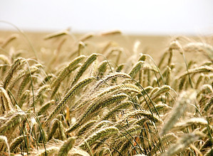 A field of Spring Wheat