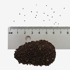 Evening Primrose seeds