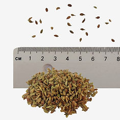 Wood Anemone seeds
