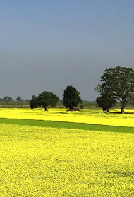 A big field of mustard