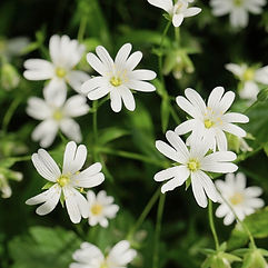 Field Chickweed