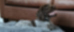 Puppy lying down on their bed