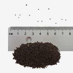Wild Basil seeds