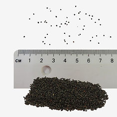 Red Campion seeds