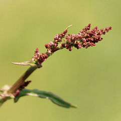 Common Sorrell