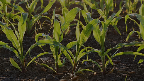 Maize starting to grow
