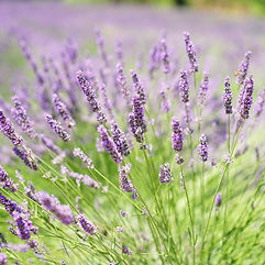 English Lavender